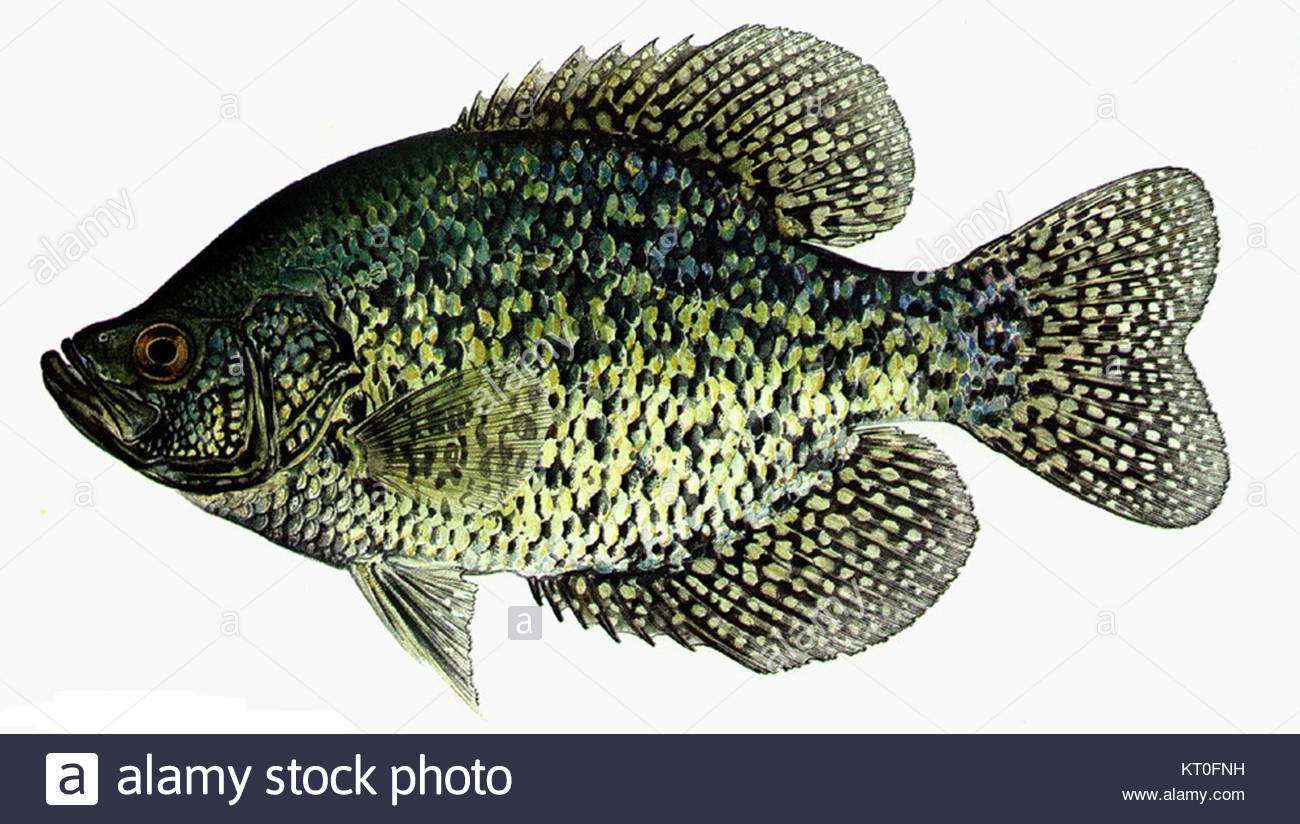 Crappie Cut Out Stock Image Pictures