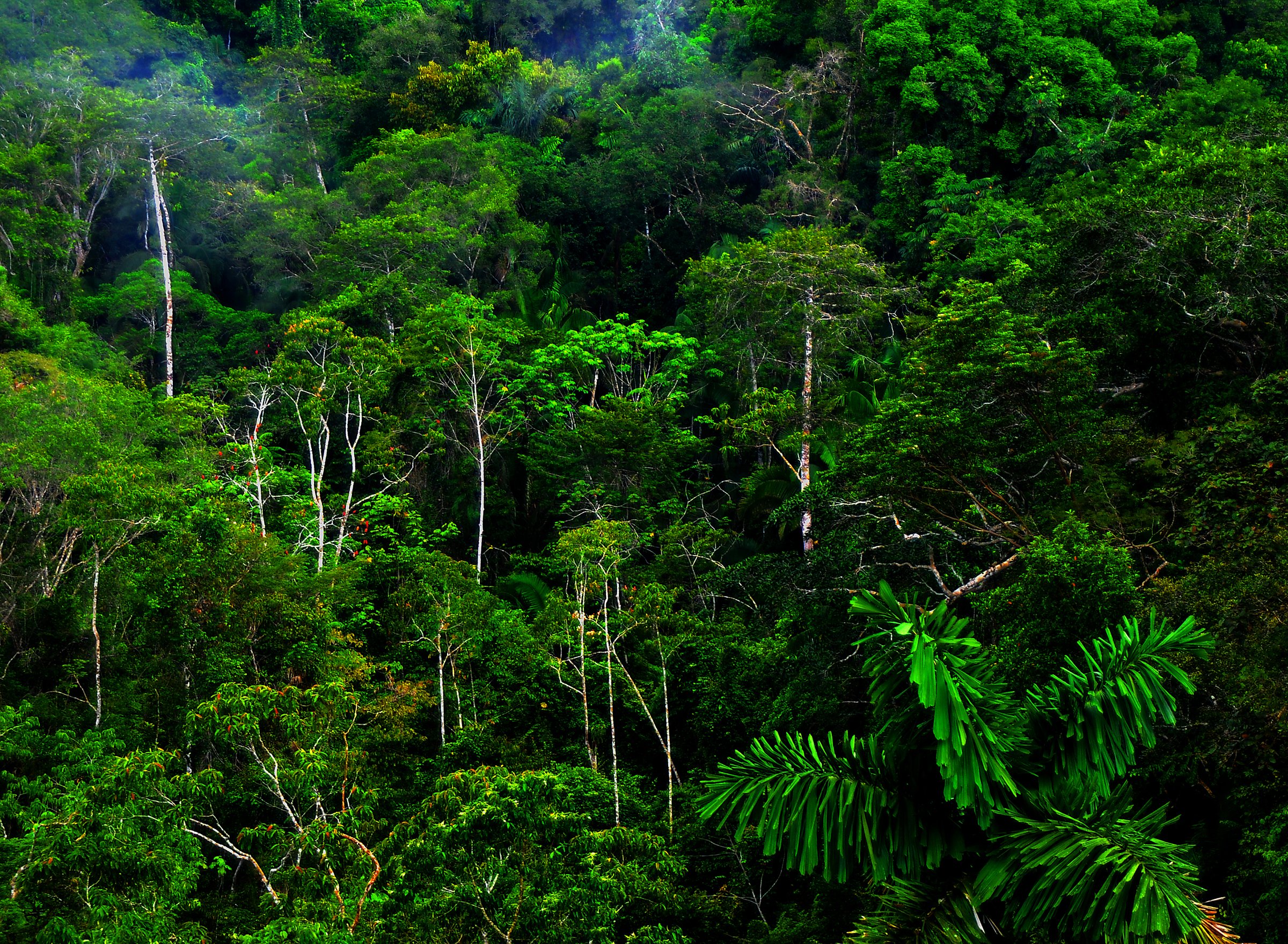 tropical rainforest tropical rainforest Glogster EDU   21st century 2400x1758