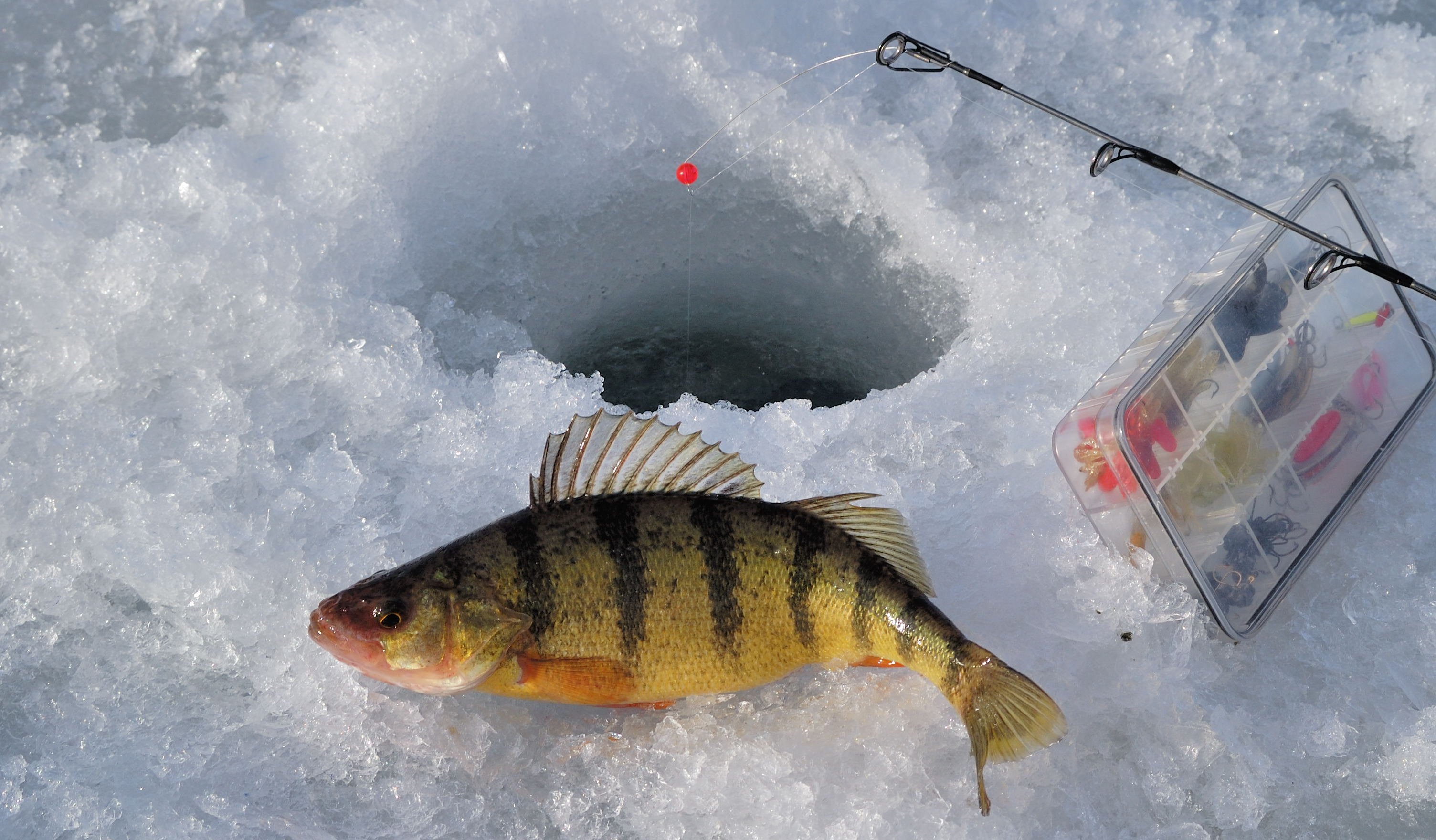Fishing Fish Sport Water Fishes Ice Winter Wallpaper Background