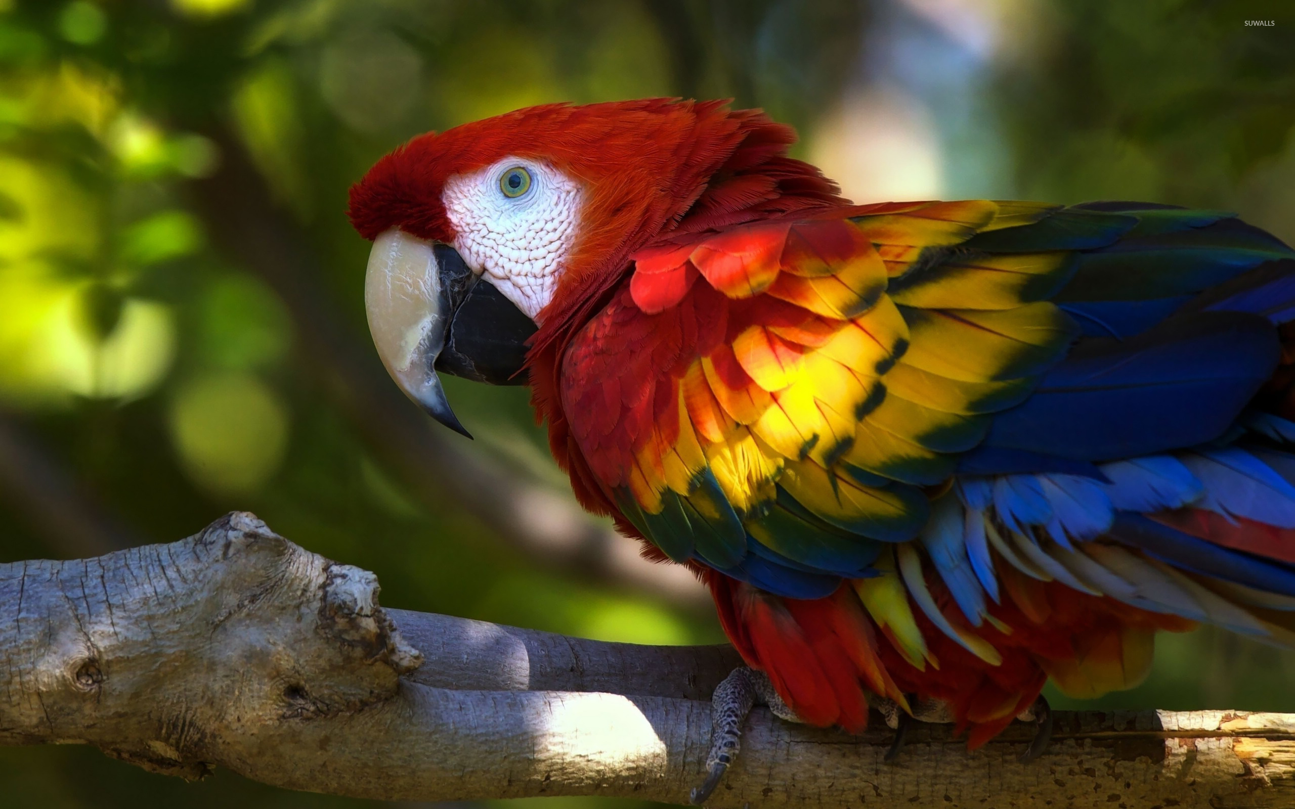 Scarlet Macaw wallpaper Animal wallpapers