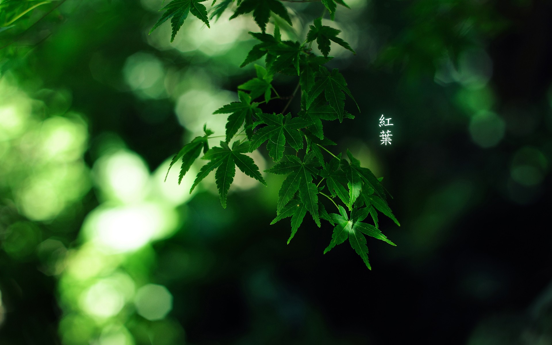 Trees Forest Leaves Bamboo Japanese Depth Of Field Momiji Wallpaper