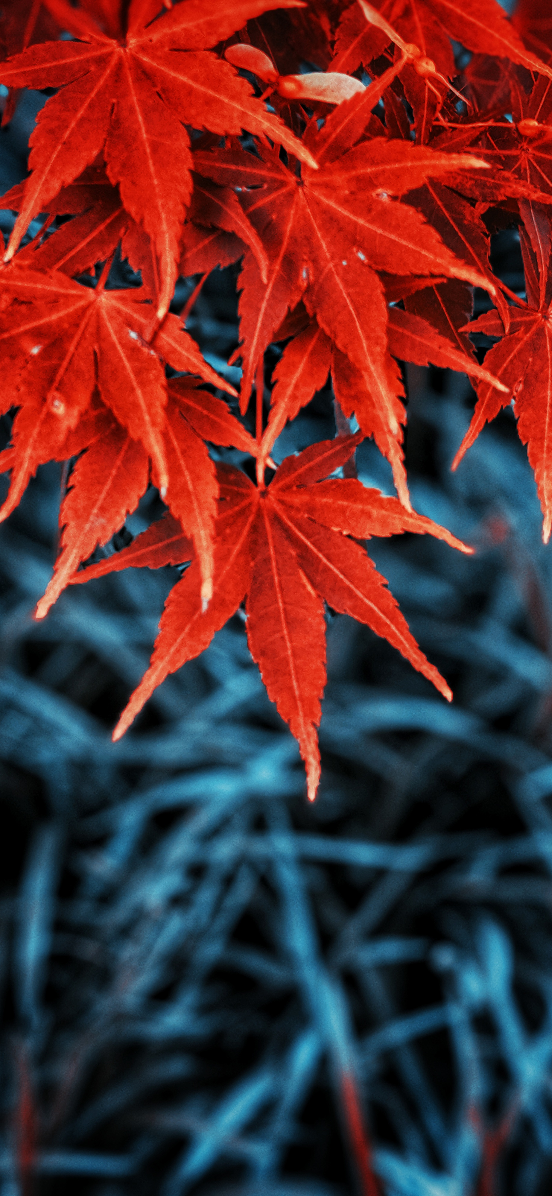 Fall Colored Autumn Leaves Wallpaper For iPhone
