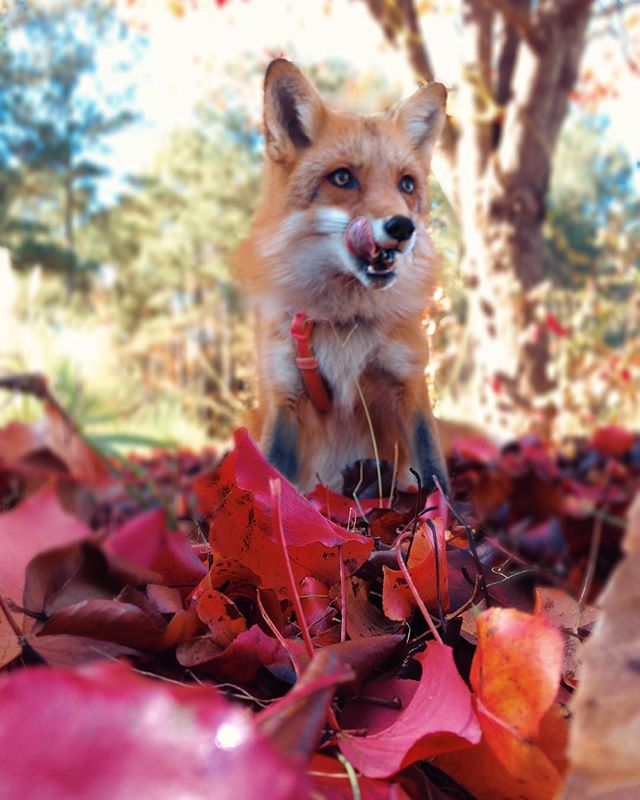 Juniper The Fox Is Anything But Wild As She Cosies Up To Her Human