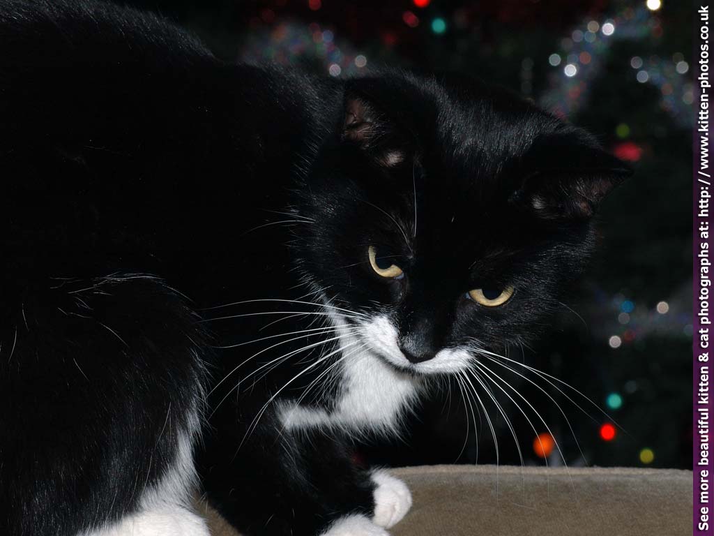 Kitten Photos Cat Wallpaper Background Ella At Christmas