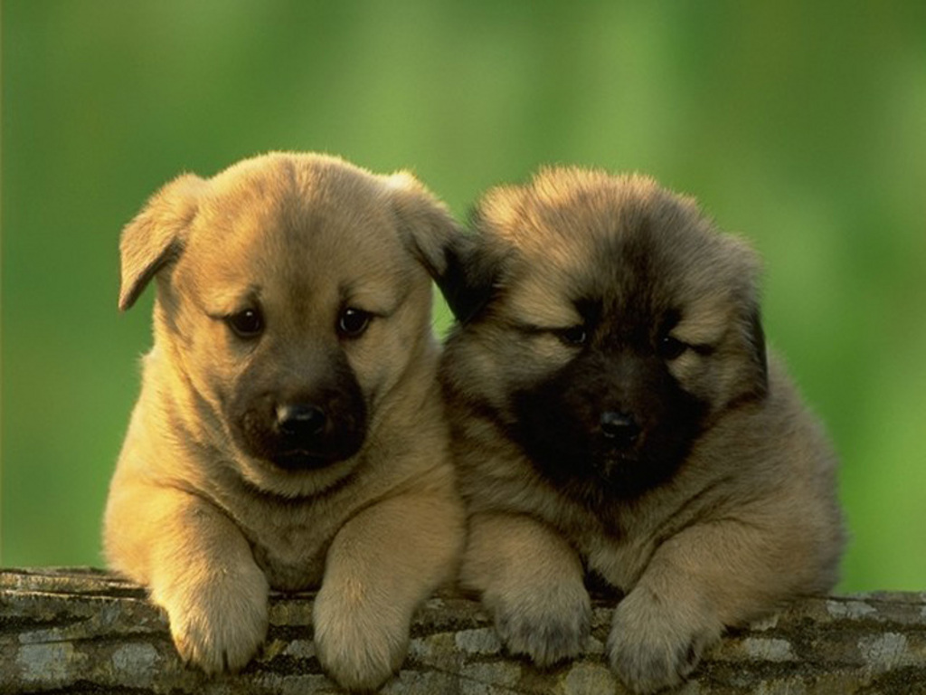 Puppies The Two Desktop Wallpaper Cute