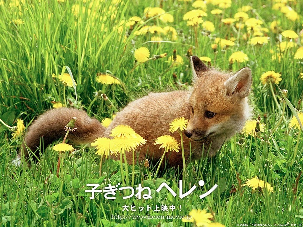 Displaying 13 Images For   Baby Fox Wallpaper