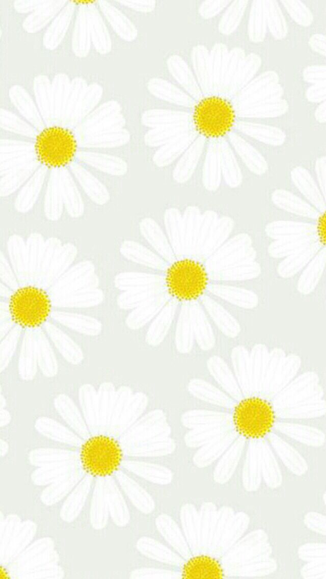 person holding white daisy flowers iPhone Wallpapers Free Download