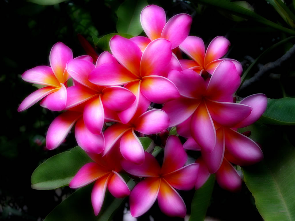 For Hawaiian Flower Flowers Click Here