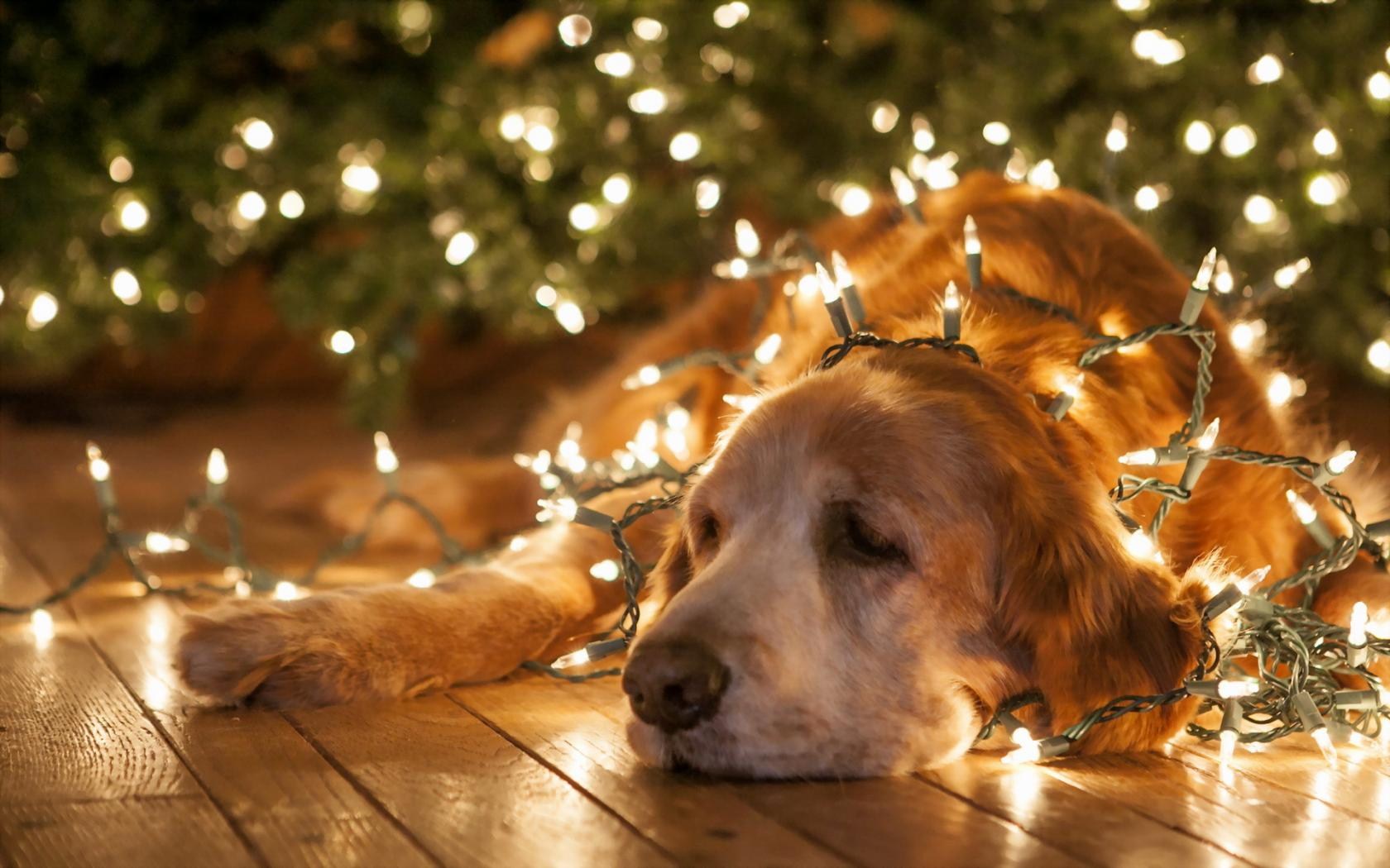 Dog Christmas Weihnachten Beleuchtung Lights Lichterkette Floor Ground