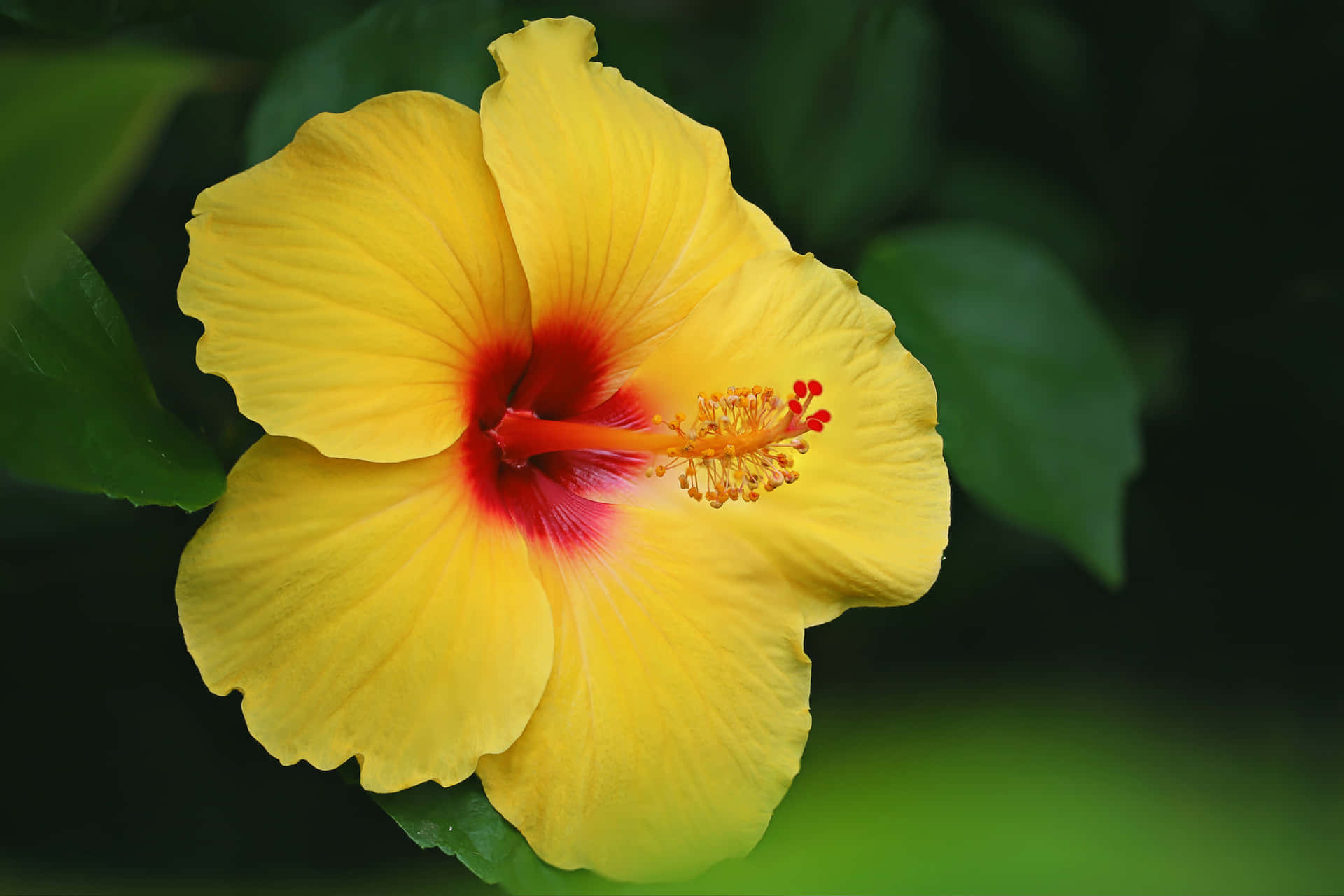Hibiscus Wallpaper
