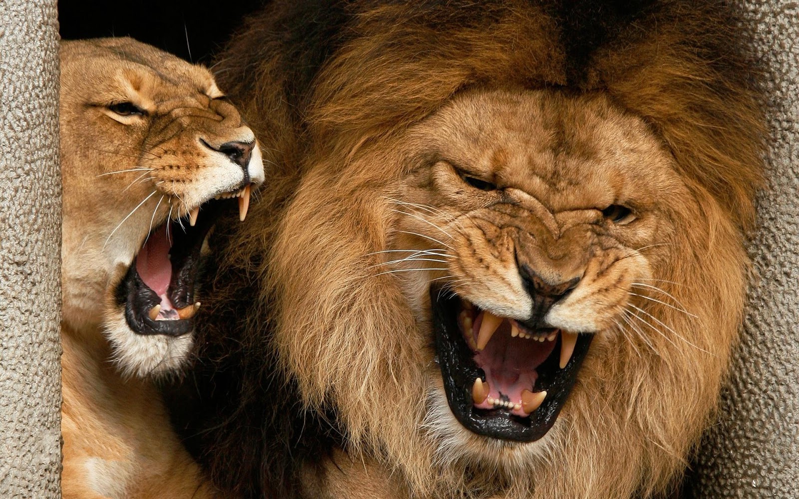 Dangerous Bloody Lion Photo Lions On Grass