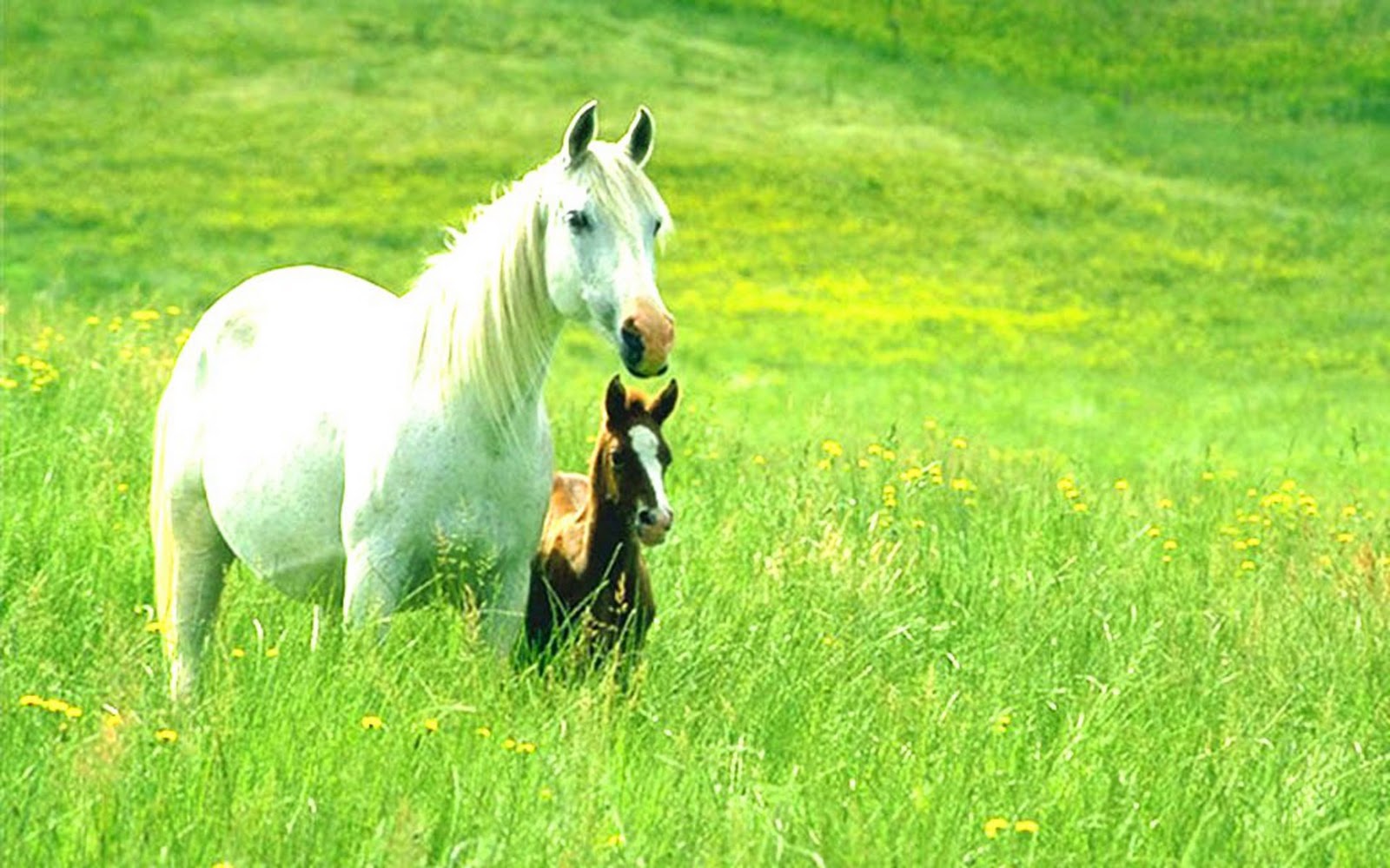 Beauty Full Horse Wallpaper And Animal