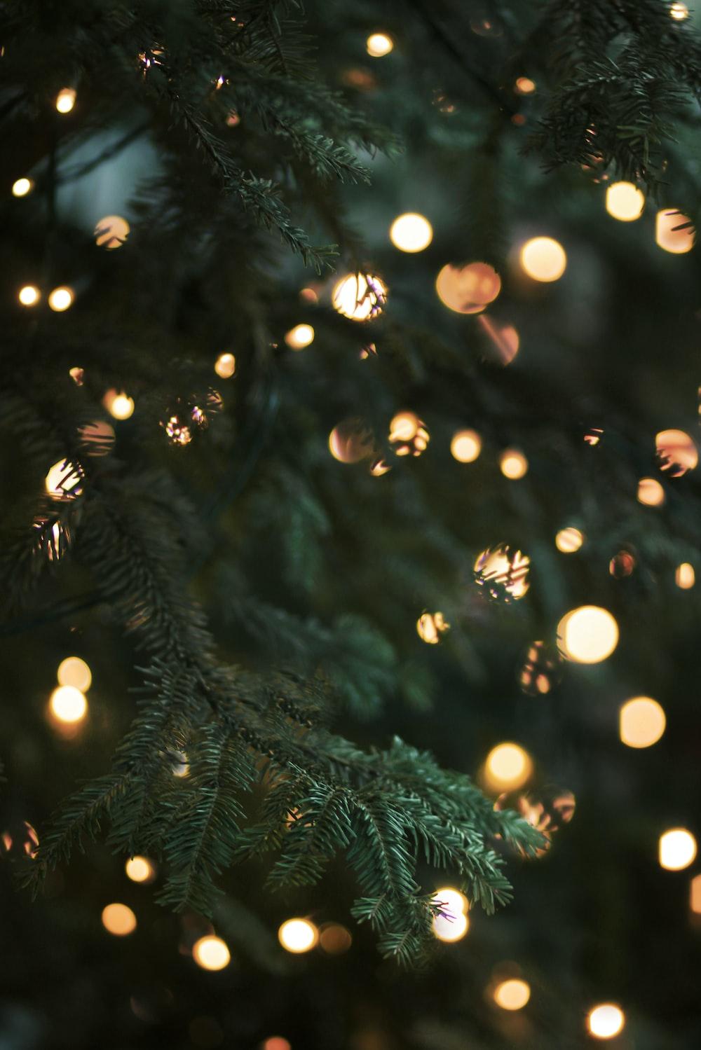 Green christmas tree with string lights photo Free Christmas