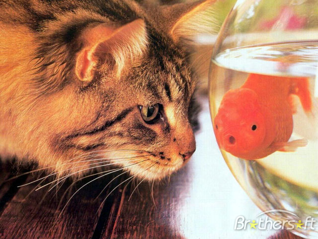 Funny Screensaver And Wallpaper Cat Fish Cute