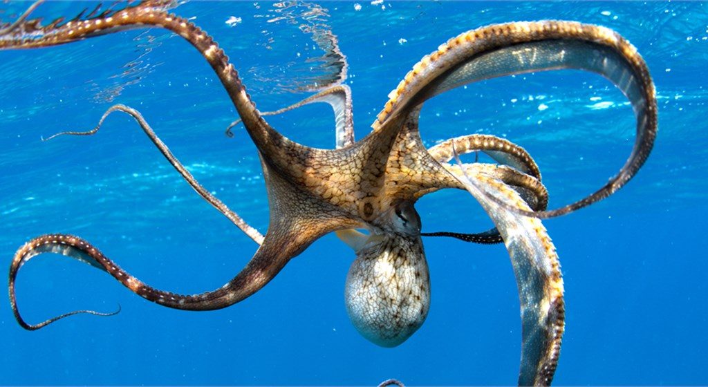 Octopus Animal Wallpaper Image