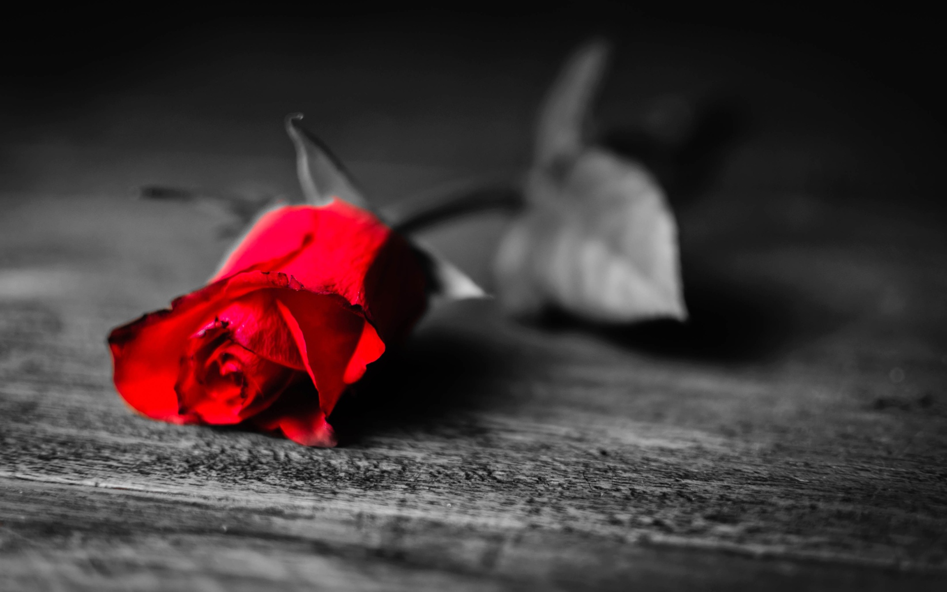 Red Rose With Black And White Background Wallpaper
