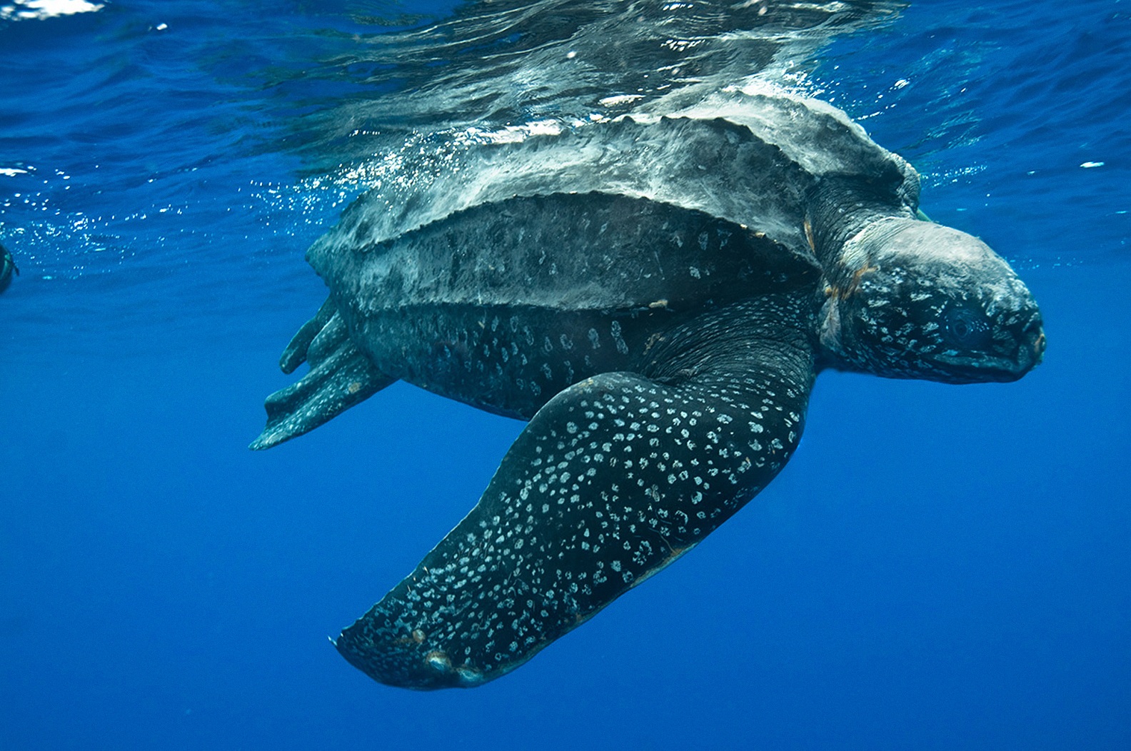 Leatherback Sea Turtle HD Wallpaper Background