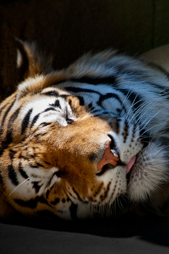 Let Sleeping Tigers Lie Wallpaper for iPhone Flickr   Photo Sharing