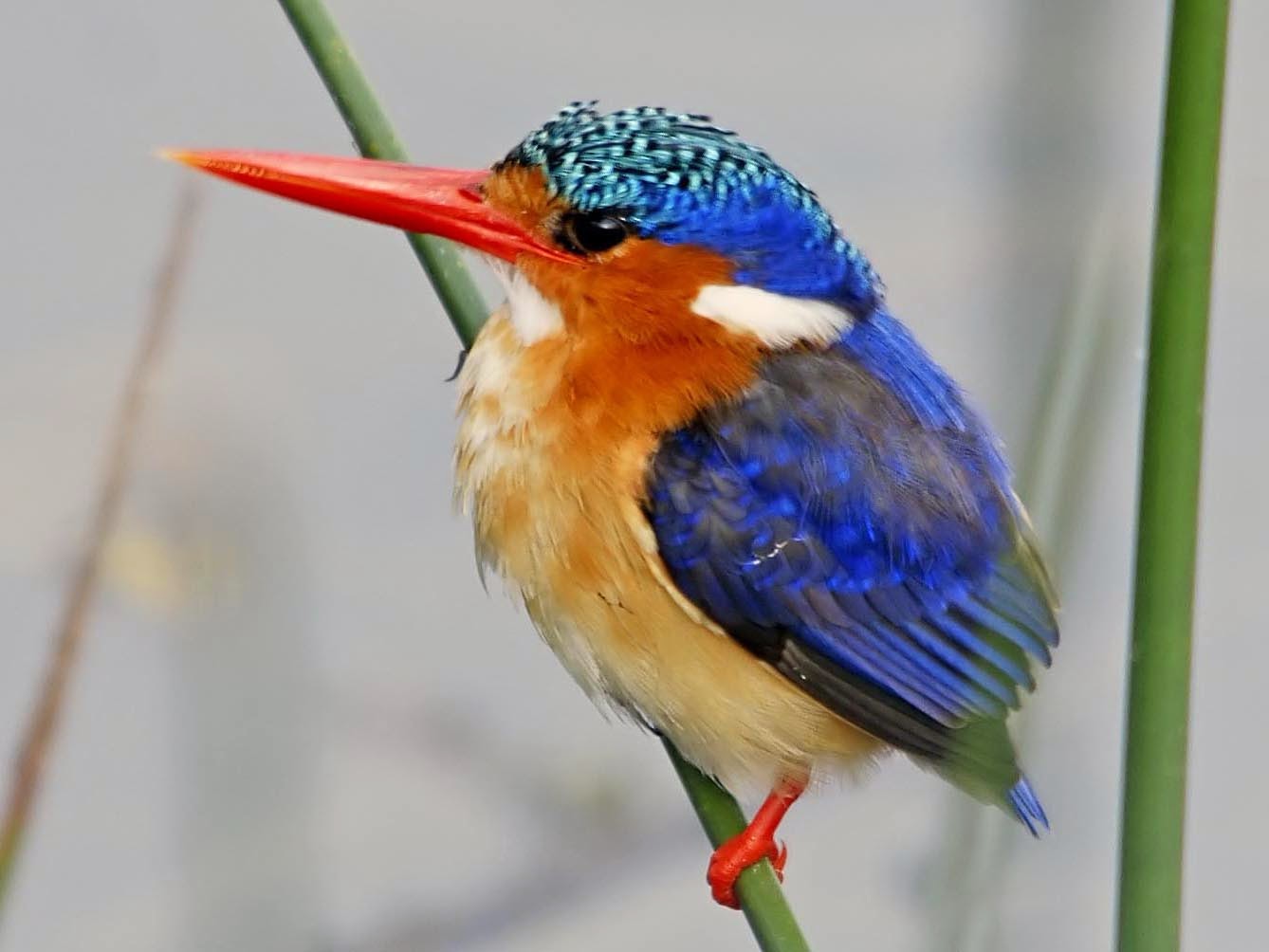 Kingfisher Birds HD Wallpaper