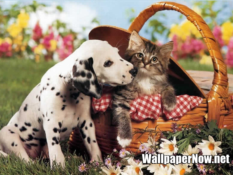 My Top Collection Dog And Cat Wallpaper