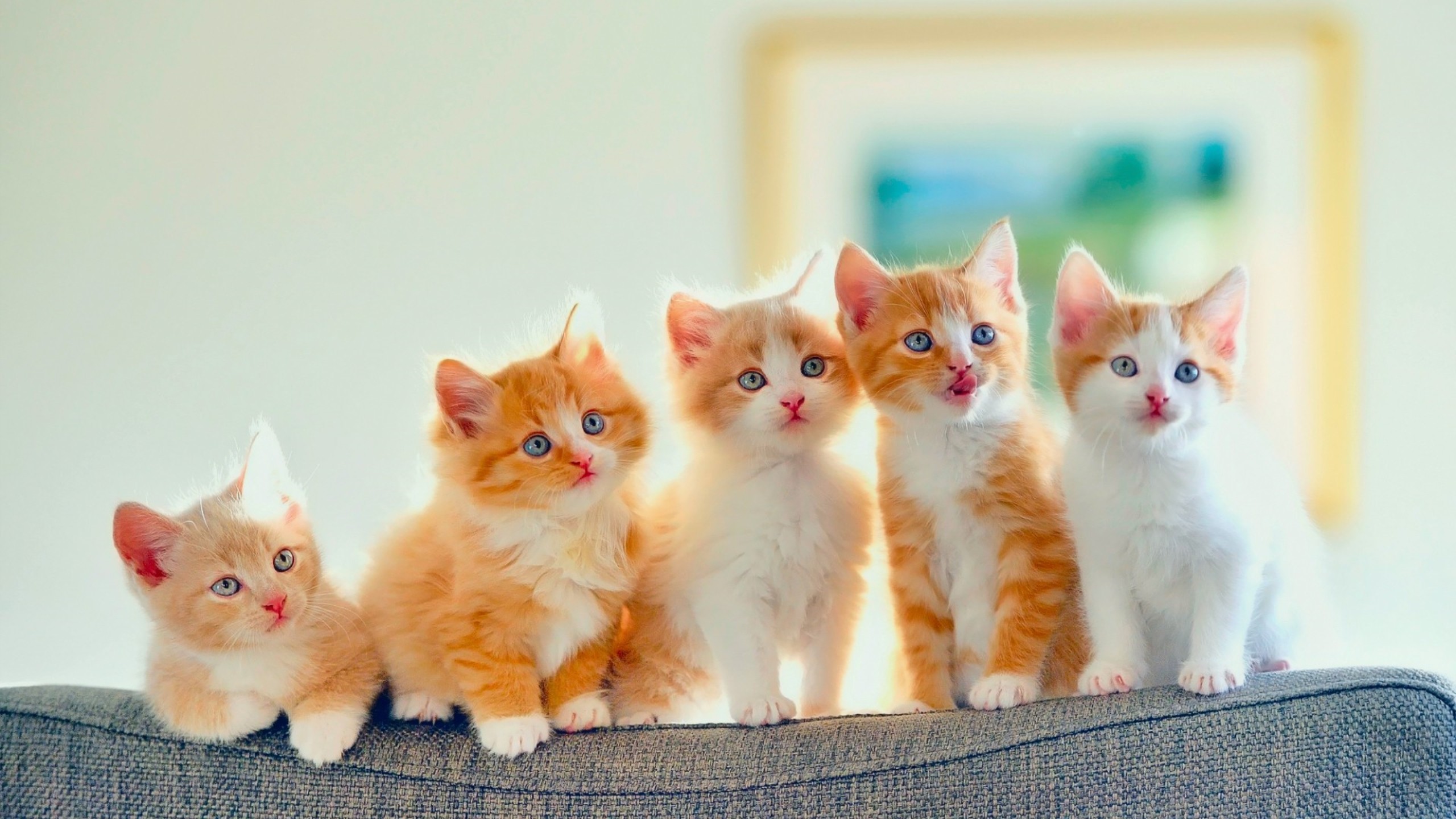 Cute Kittens HD Wallpaper