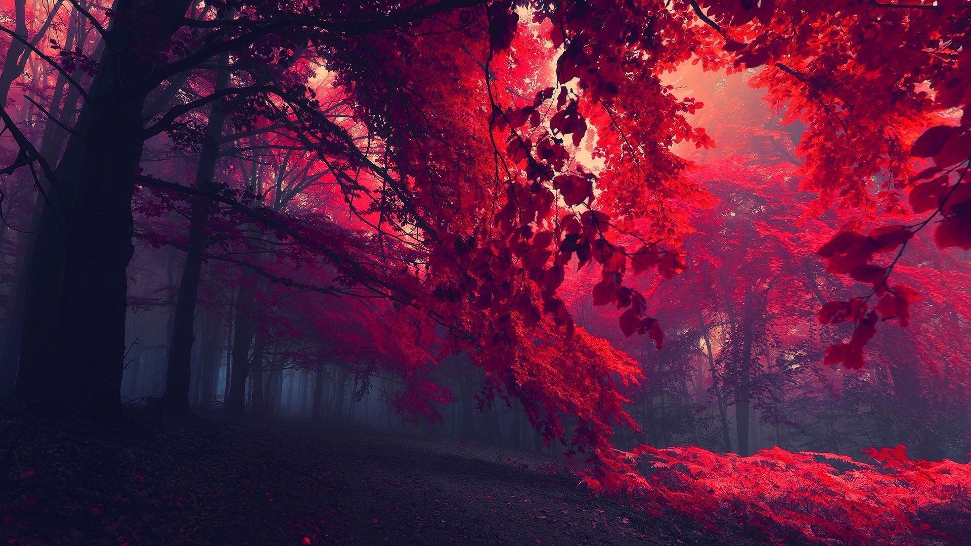 Gloomy Forest With Red Leaves Desktop Wallpaper
