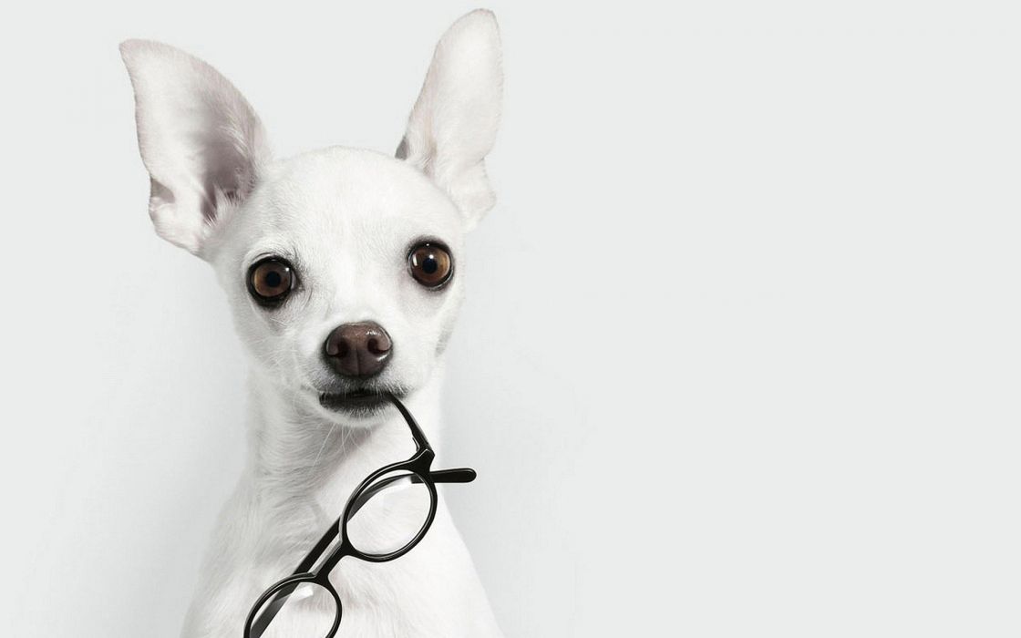White Animals Dogs Glasses Chihuahua Background Wallpaper