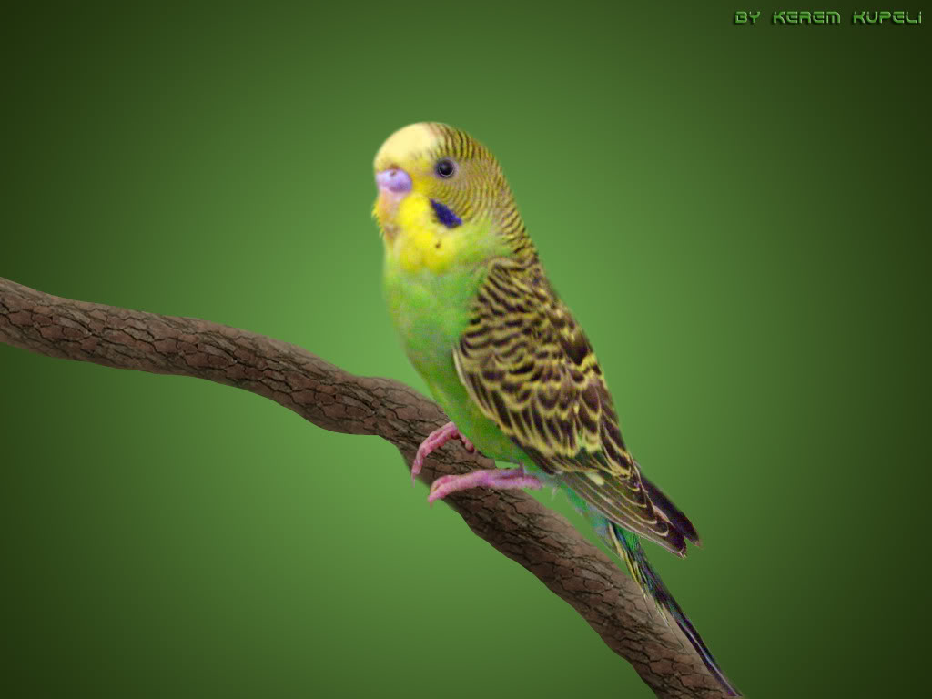Best Budgie Wallpaper