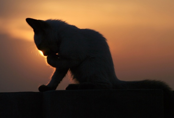 Wallpaper silhouette cat kitten sunset desktop wallpaper Animals