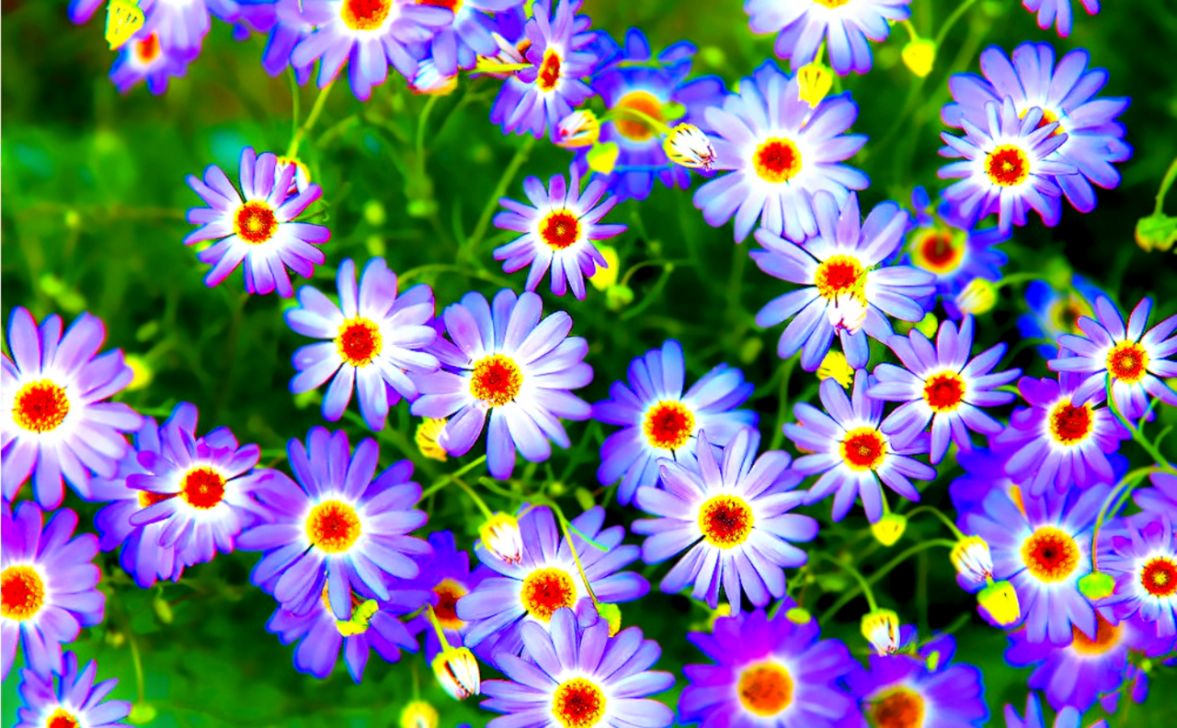 Beautiful Flowers Colorful Wallpaper Desktop Hd Wallpapers Legend