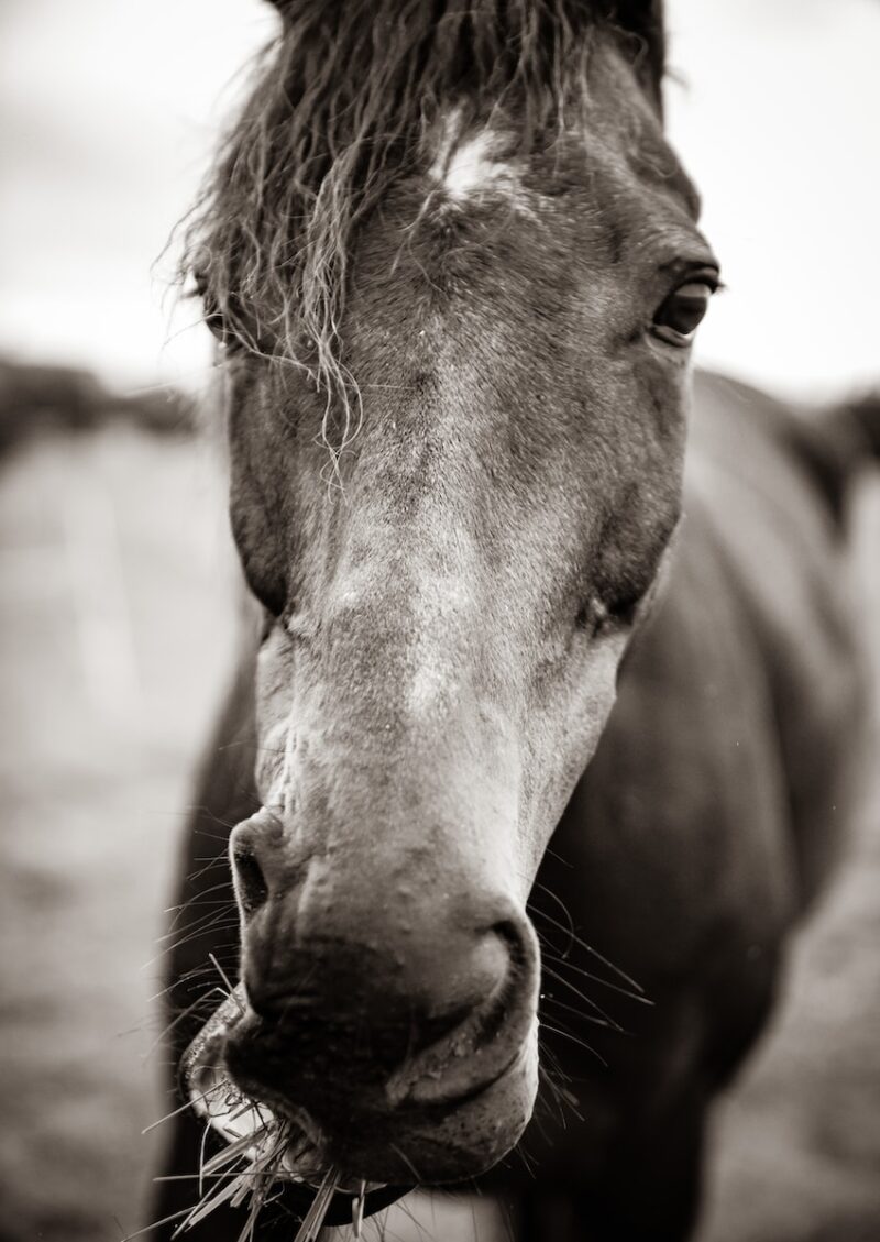 Beautiful Horse Wallpaper For Your Screen
