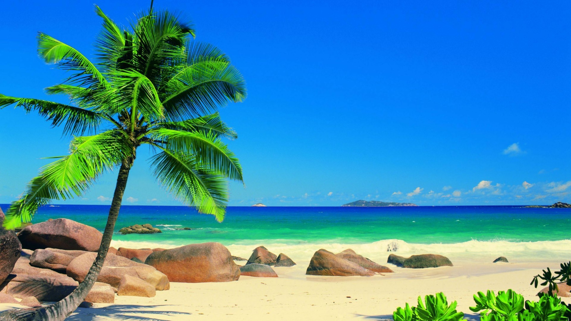 Palm Tree Wallpaper