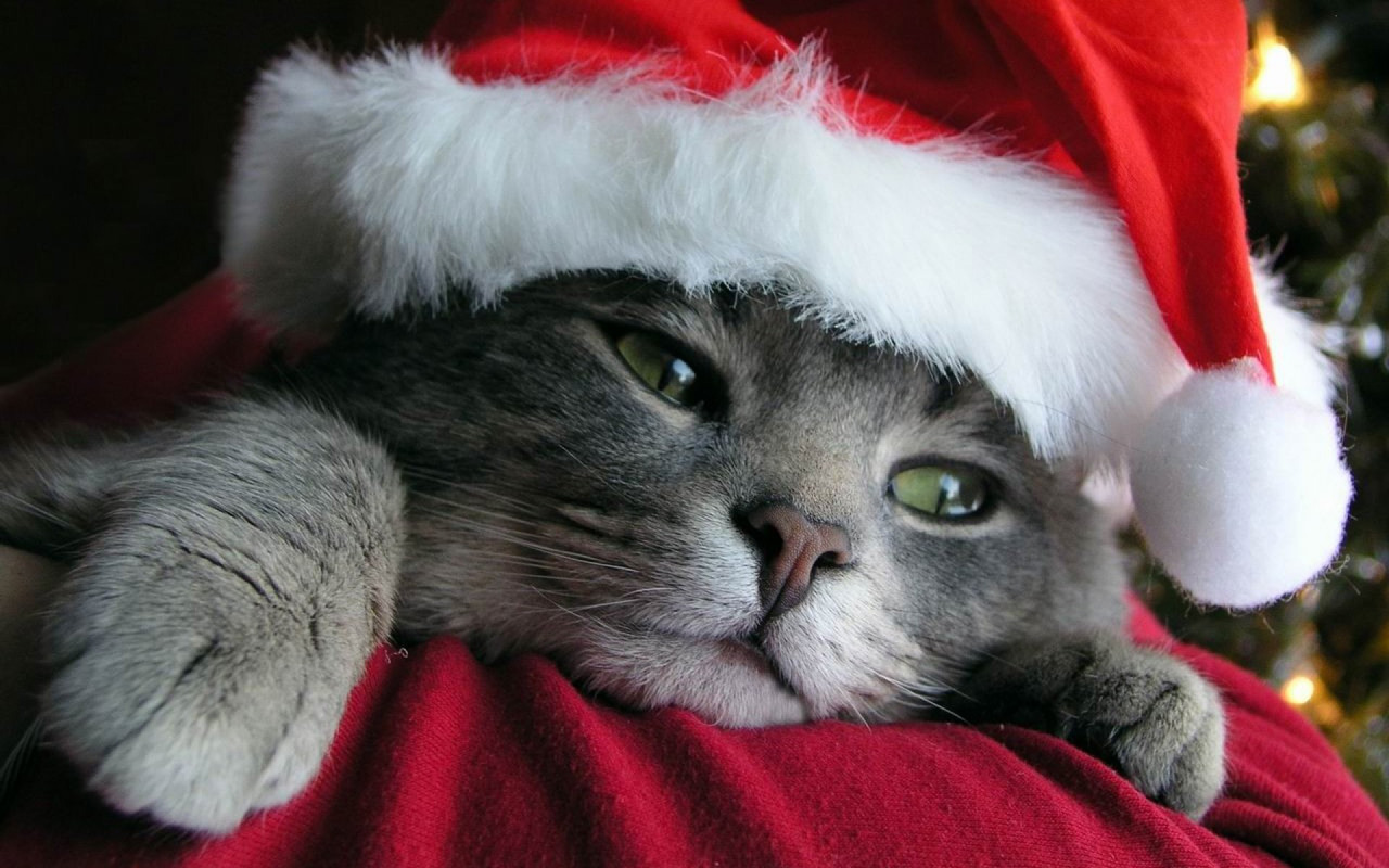 Christmas Pets HD Wallpaper In Tips And News