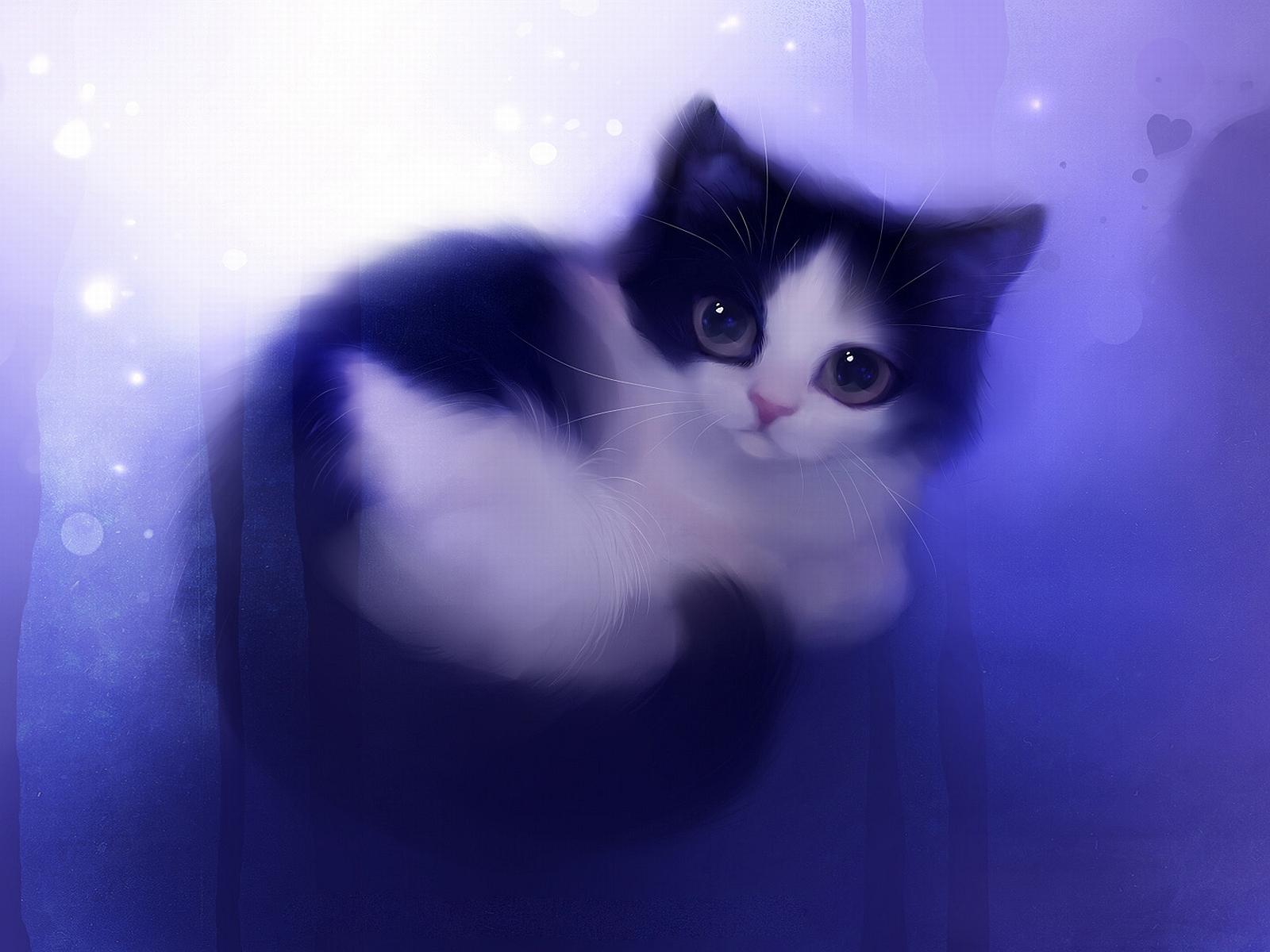 Black Xpx Cute And White Cat Wallpaper HD