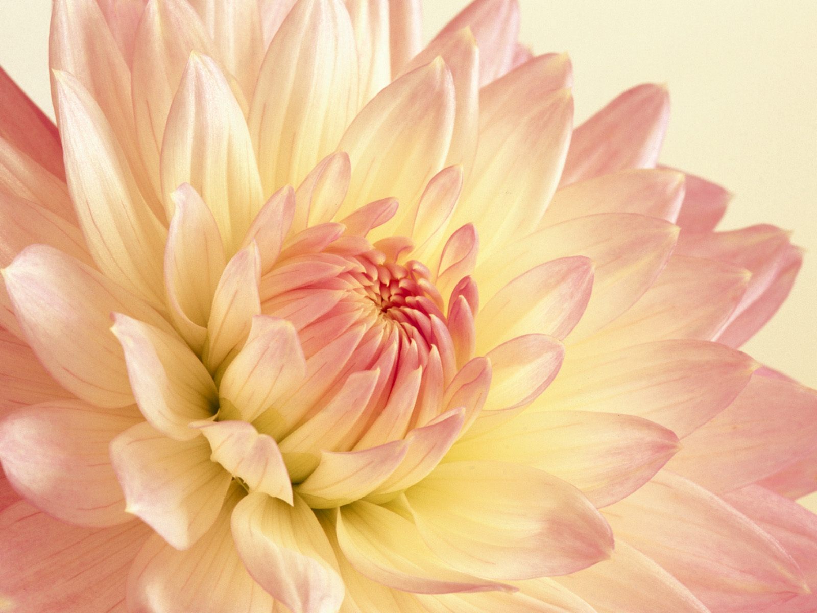 Pale Pink And Yellow Dahlia Wallpaper Hd