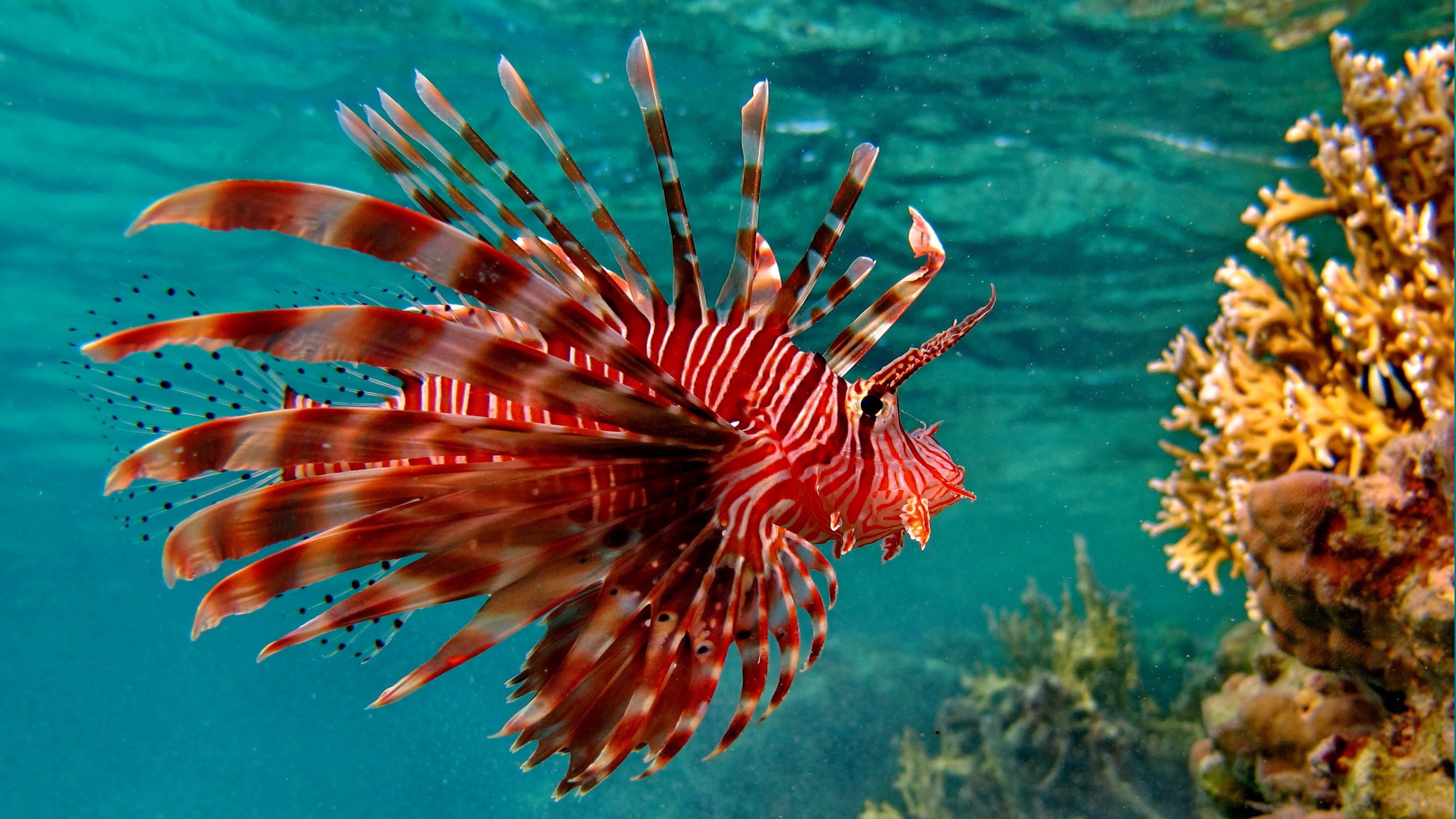 Lionfish Animals Coral Fish Wallpaper HD Desktop And