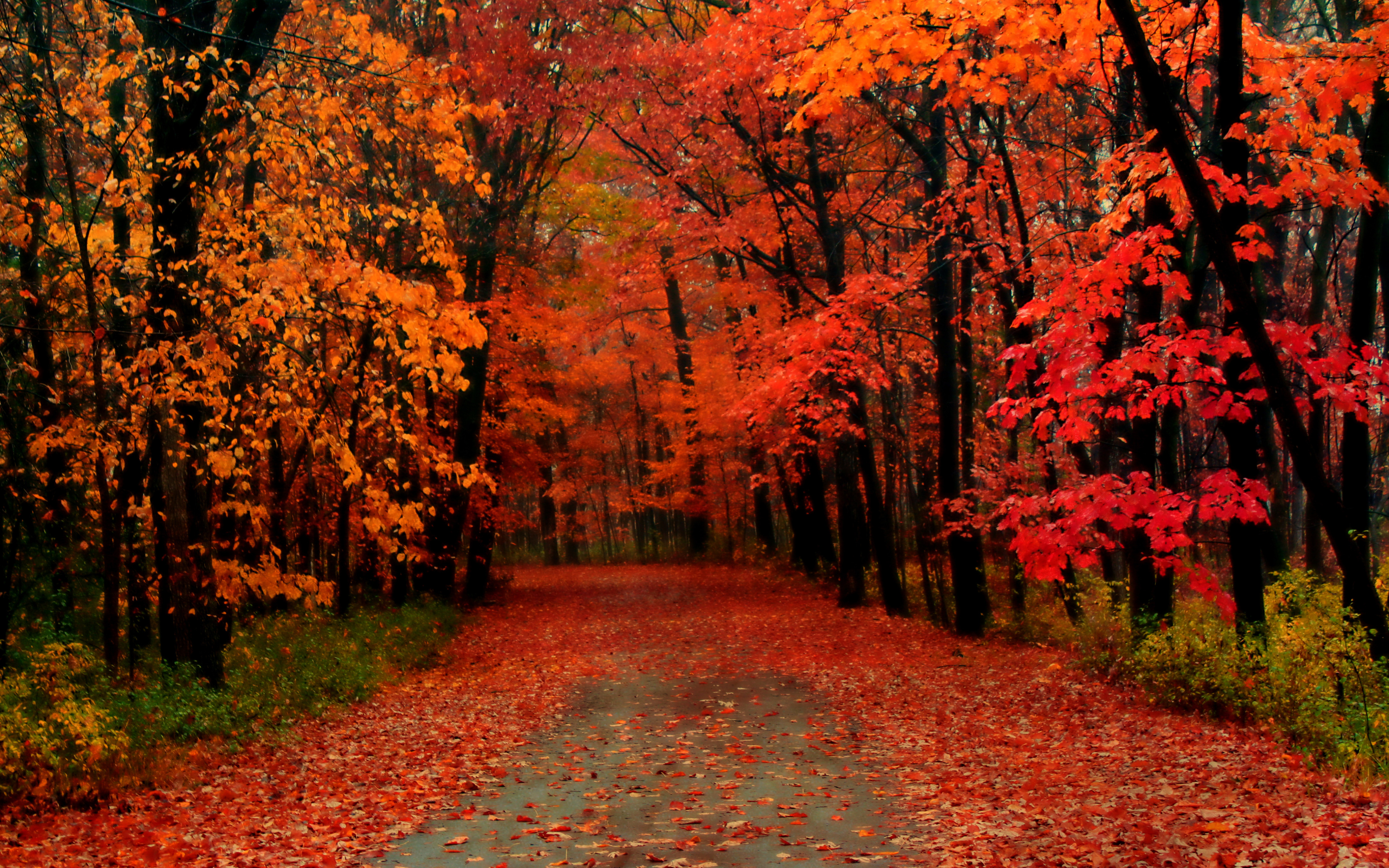 Autumn Road 4k Ultra HD Wallpaper Background Image