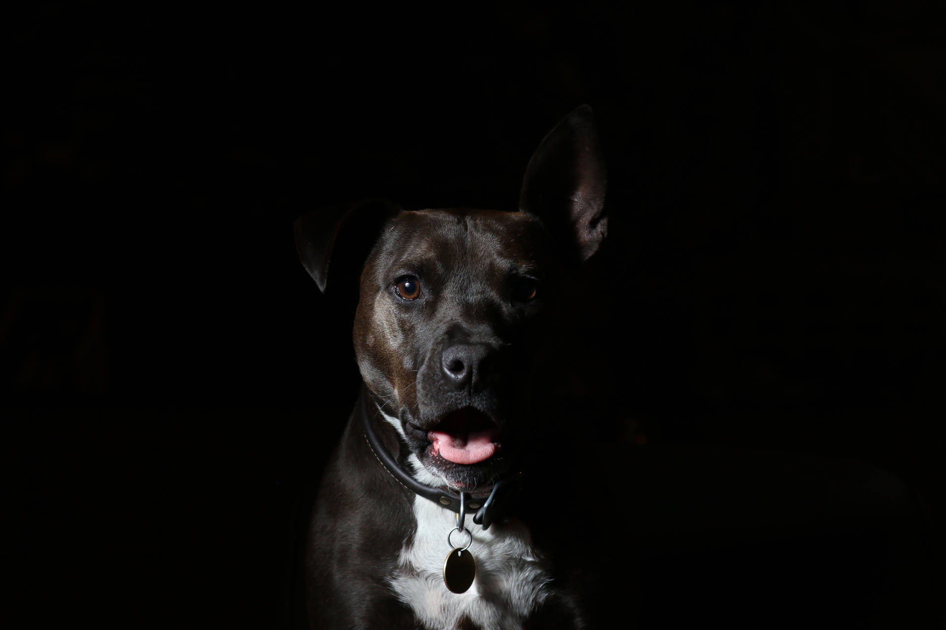 Aesthetic Pitbull Photo In Black 58ddgp7r7ywll8z5 Wallpaper