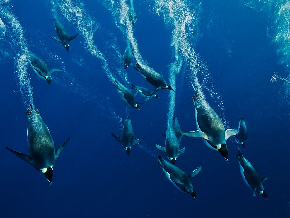 Emperor Penguins Swimming HD Wallpaper Background Image