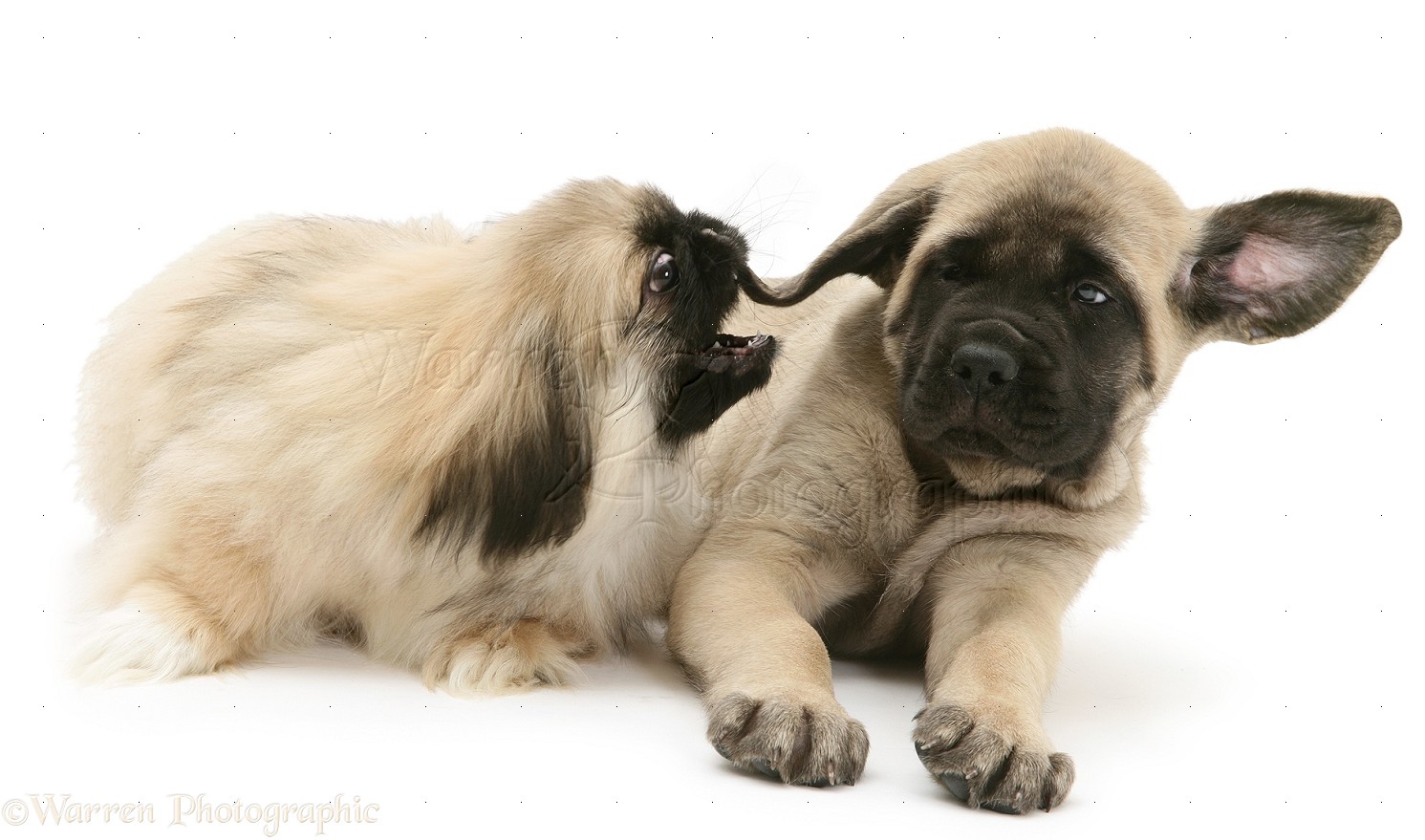 Dogs Pekingese pup biting ear of English Mastiff pup photo   WP14853