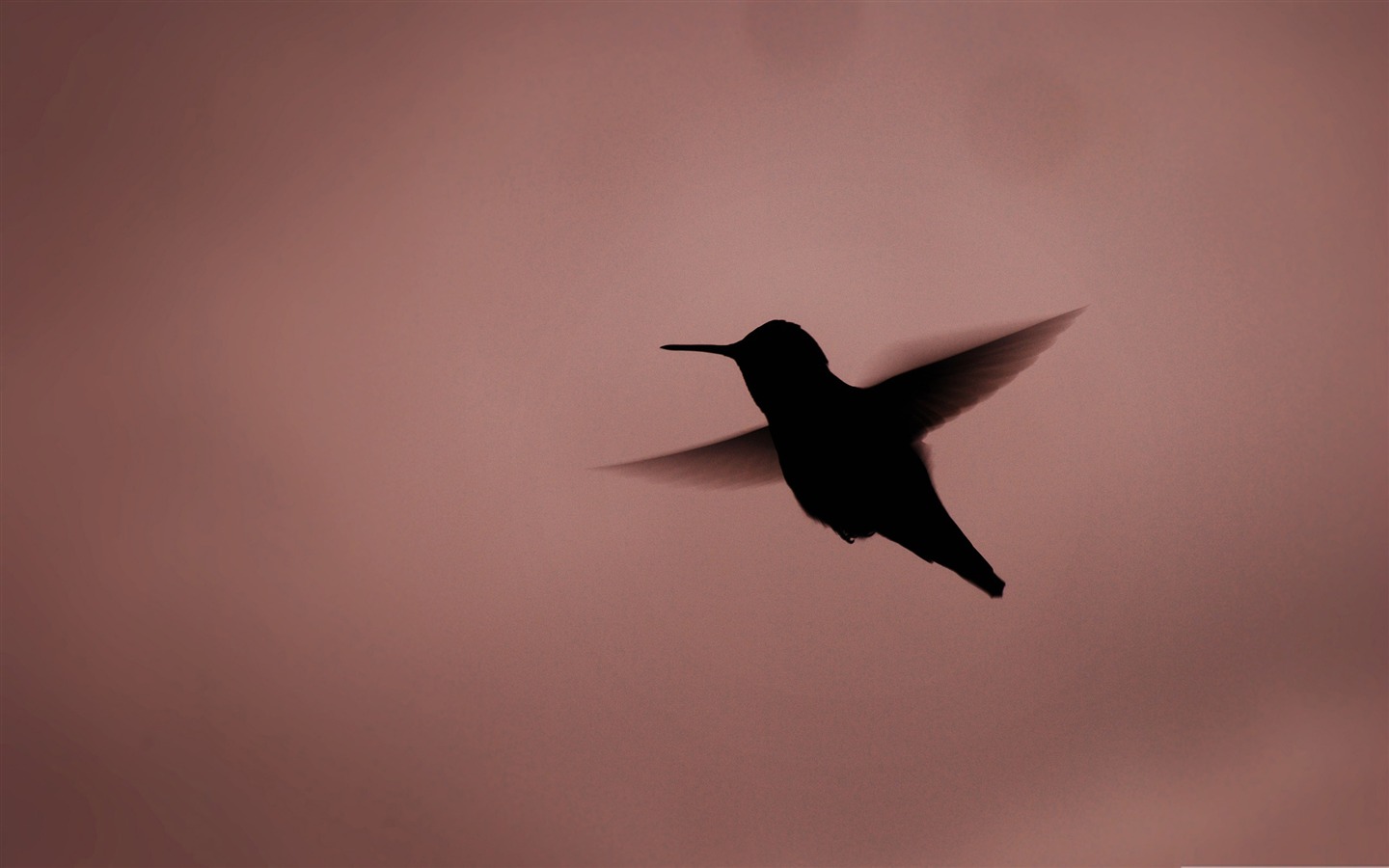 hummingbird silhouette birds Desktop Wallpapers   1440x900