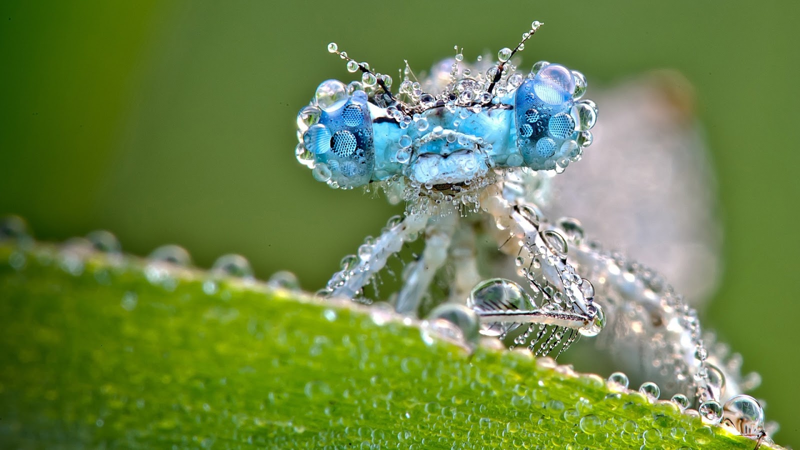 Dragonfly Wallpaper HD