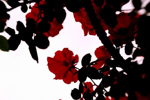 Red And Black Roses Wallpaper Background Theme Desktop