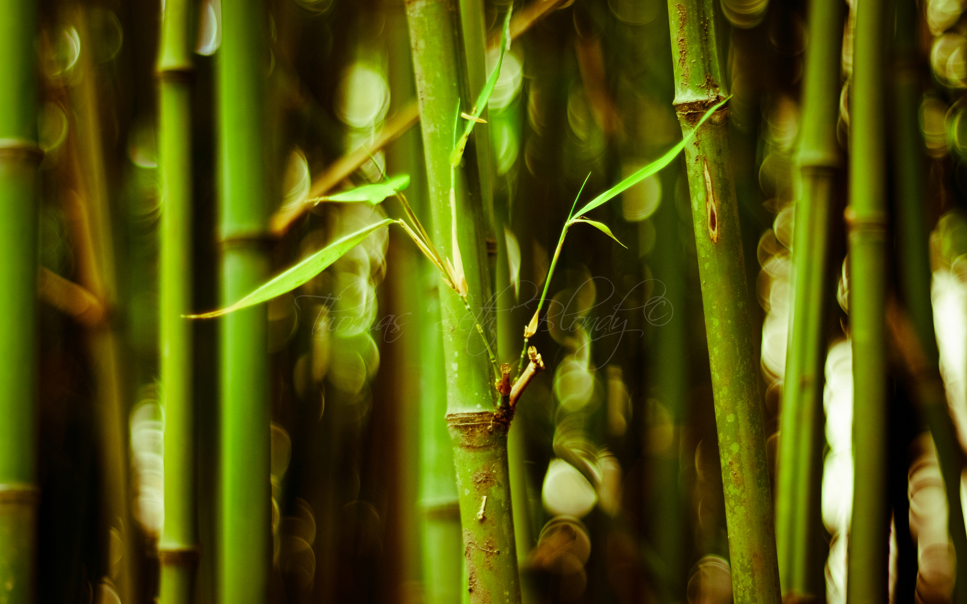 Desktop Bamboo HD Wallpaper