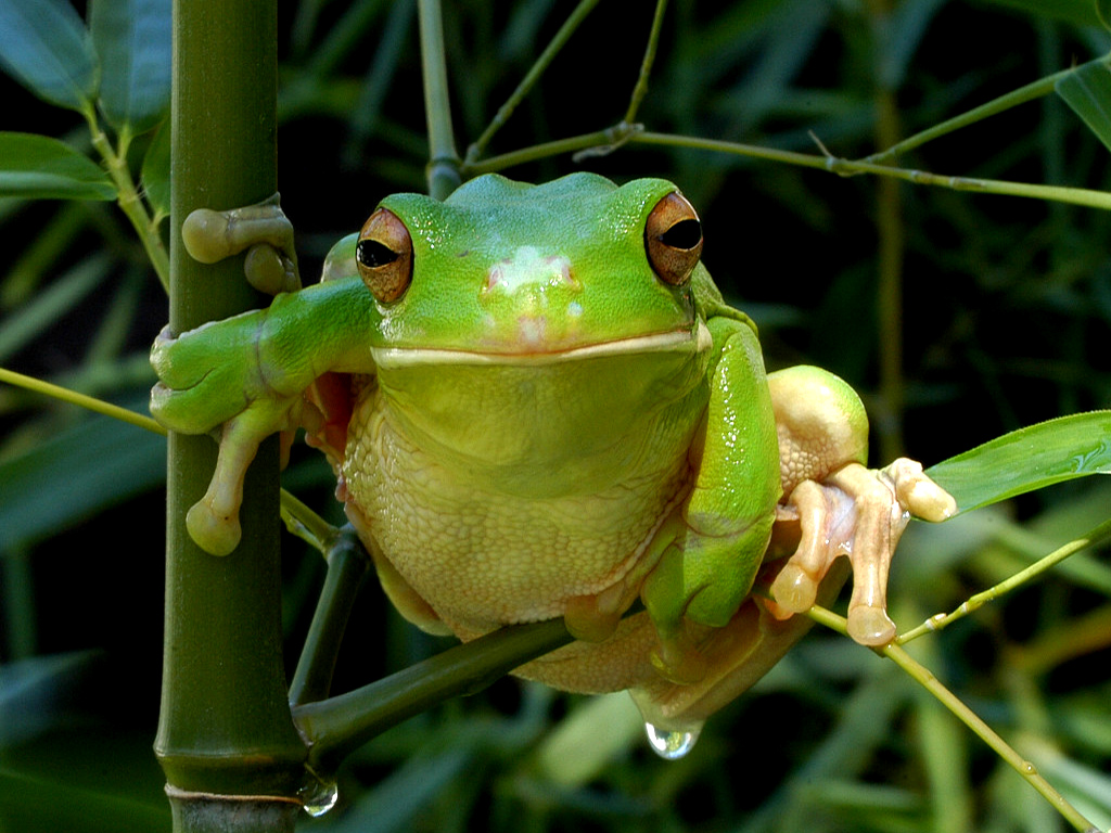 Frogs Minimalistic
