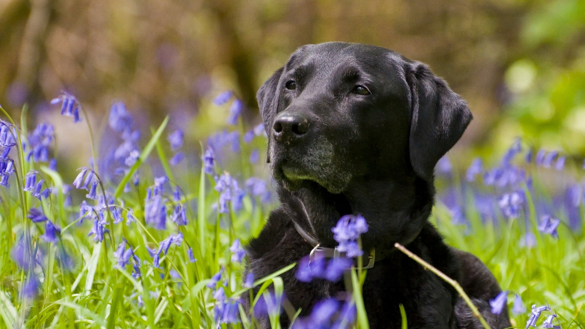 Black Lab Puppy Wallpaper For