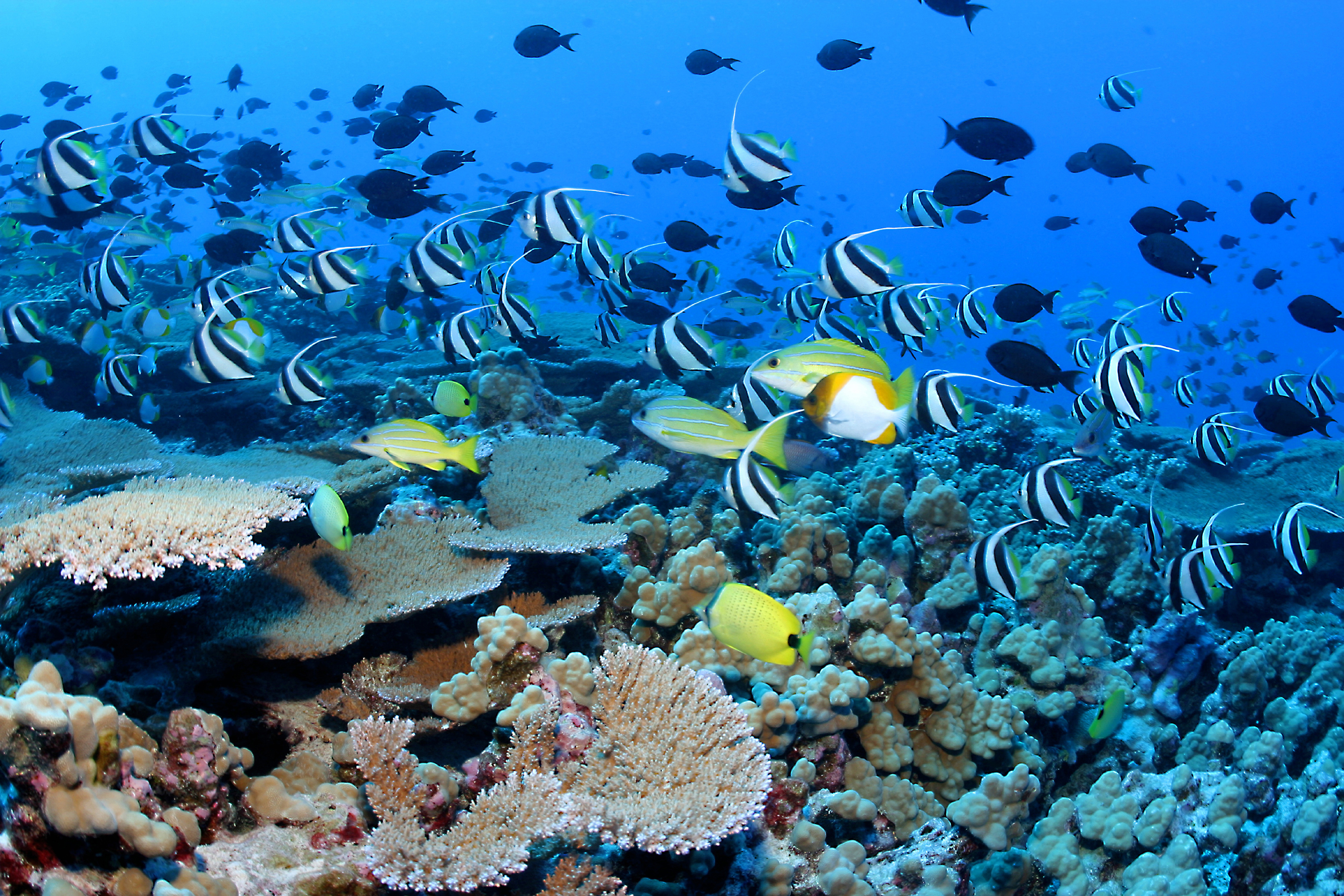 Coral Reef Fishes Wallpaper HD