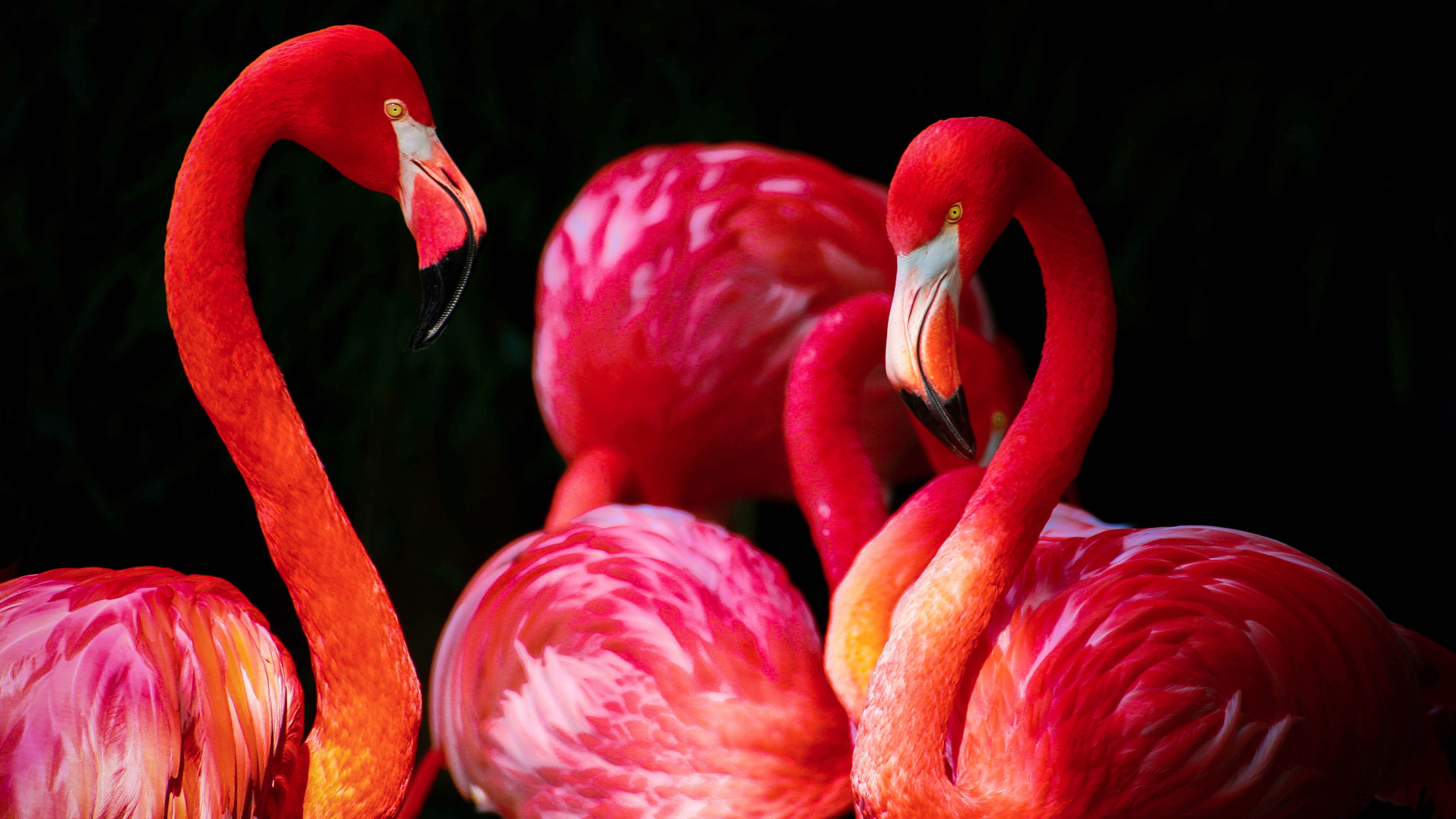 Best Flamingo Wallpaper 1080p
