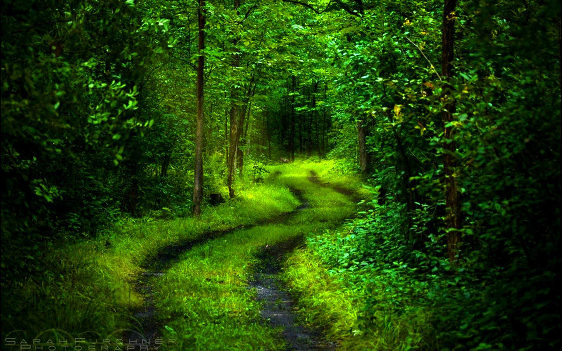 Beautiful Green Forest Path