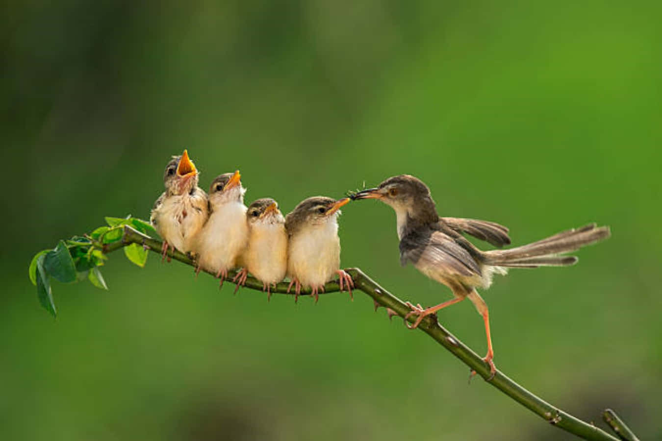 Mother Bird Picture Wallpaper